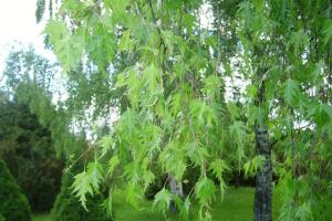Описание берёзы: виды дерева, где растет, полезные свойства