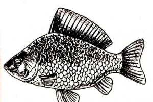 Tipuri de pești pentru reproducere în rezervoare artificiale și ferme piscicole