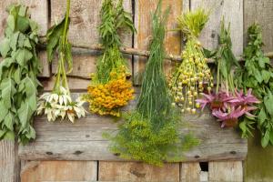 Cum să amenajezi o grădină de farmacie la casa ta