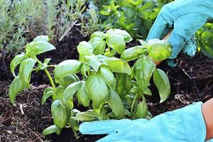 Léčivé rostliny v zemi - výsadba a péče