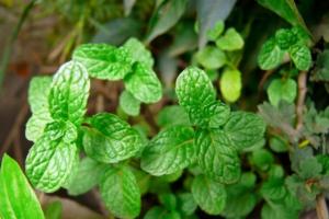 Nejužitečnější léčivé rostliny pro zahradu
