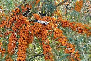 Soiuri de culturi de fructe și fructe de pădure cu proprietăți medicinale
