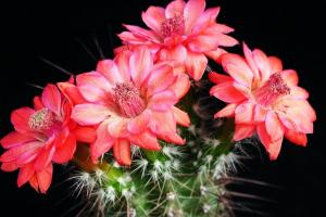 Boli și dăunători de cactusi: cum să detectăm, să opriți și să preveniți apariția lor?