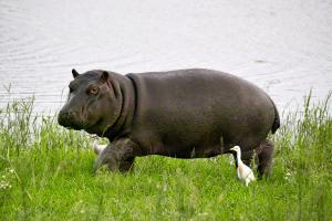 Decodificarea unui vis cu un hipopotam De ce visezi un hipopotam în casă?